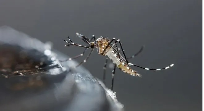Dengue: detectan en el AMBA tres mutaciones que vuelven al mosquito resistente a los insecticidas