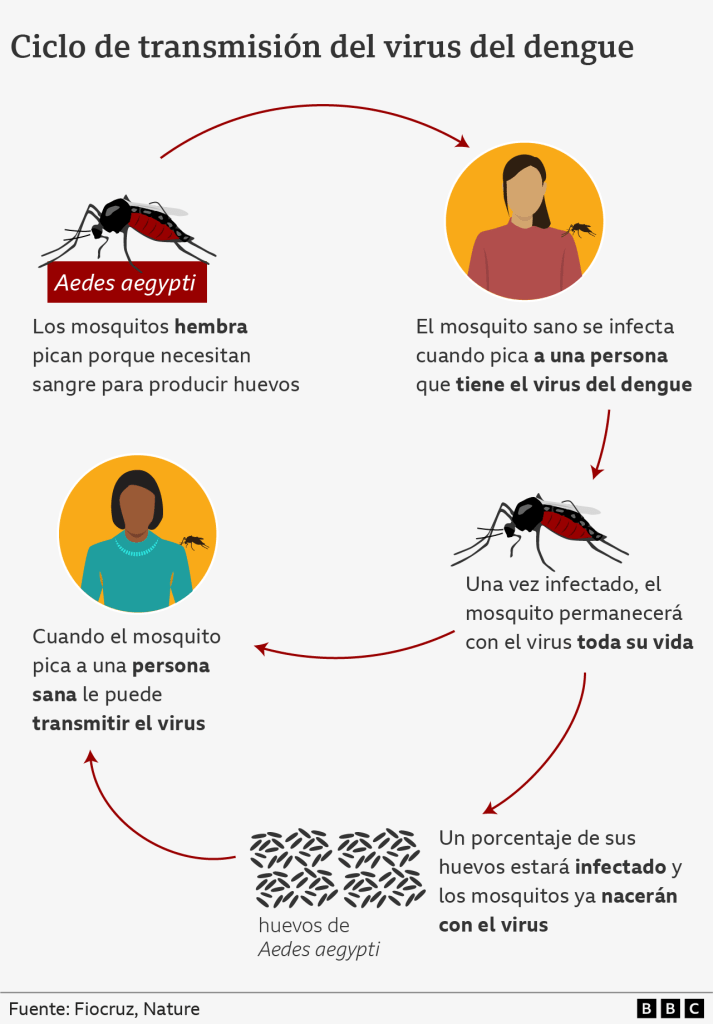 La imagen tiene un atributo ALT vacío; su nombre de archivo es 128745840_ciclo_640-nc6388480928872438820-713x1024.png
