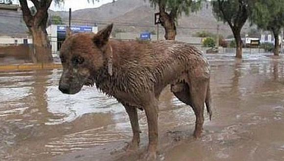 La ONU  reconoce la importancia de los animales en la reducción del riesgo de desastres