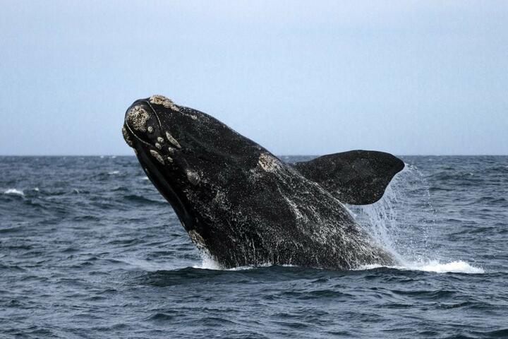 La libertad ambulatoria de las ballenas