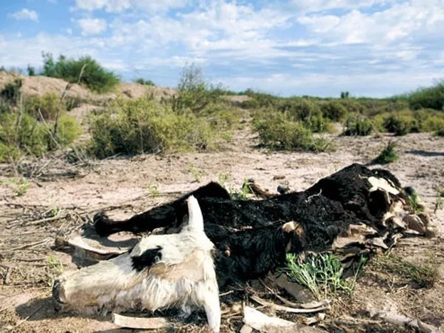 Clima: el campo en alerta ante la llegada del fenómeno La Niña y la sequía que conlleva