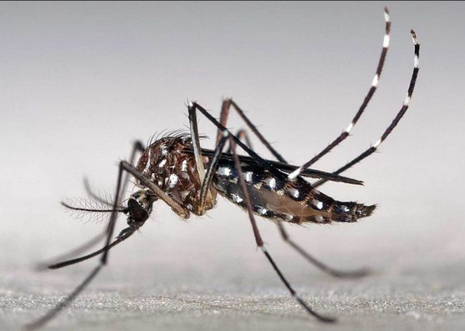 Dengue: detectan en el AMBA tres mutaciones que vuelven al mosquito resistente a los insecticidas