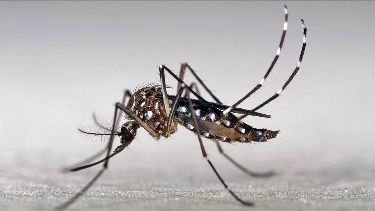 Dengue: detectan en el AMBA tres mutaciones que vuelven al mosquito resistente a los insecticidas